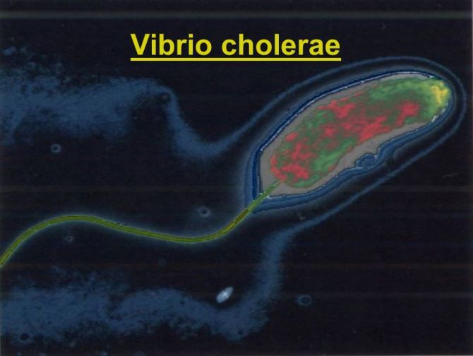 холерный вибрион
