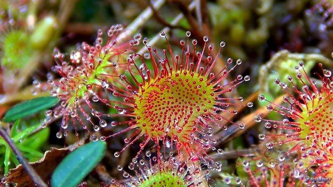Самые необычные растения в мире, о которых вам не расскажут на уроке биологии 1