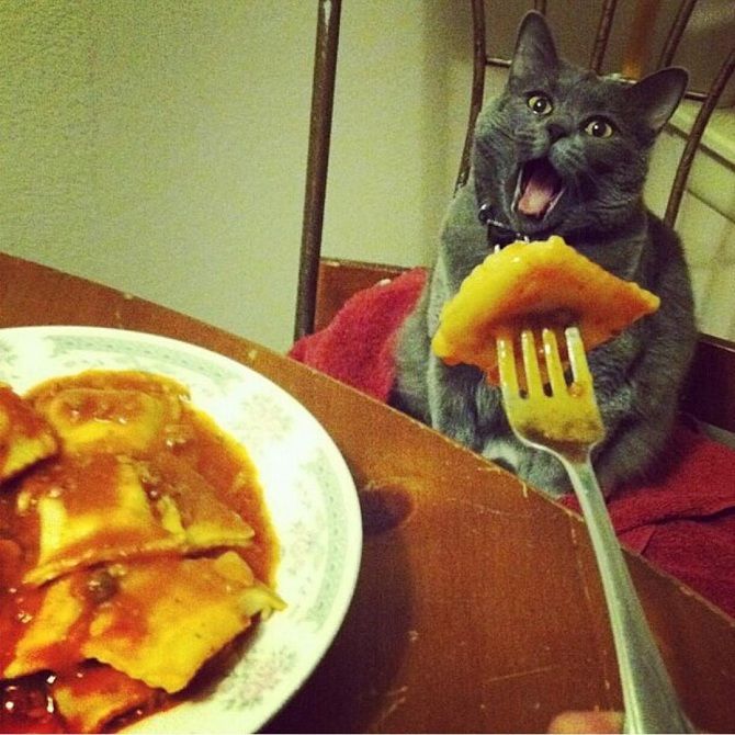 кіт їсть