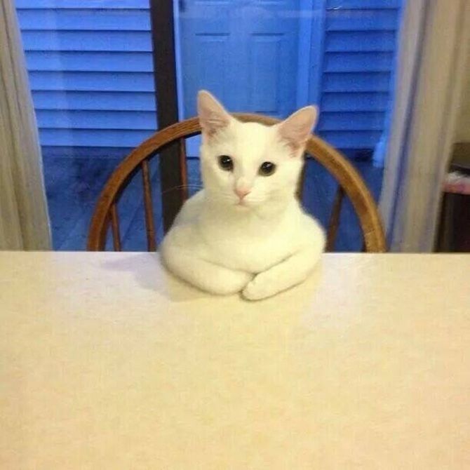 кошка за столом