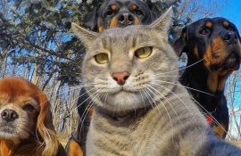10+ животных, которые научат вас правильно делать селфи