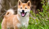 15+ фото жизнерадостных псов, которые заставят вас улыбаться