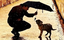 собака под зонтом
