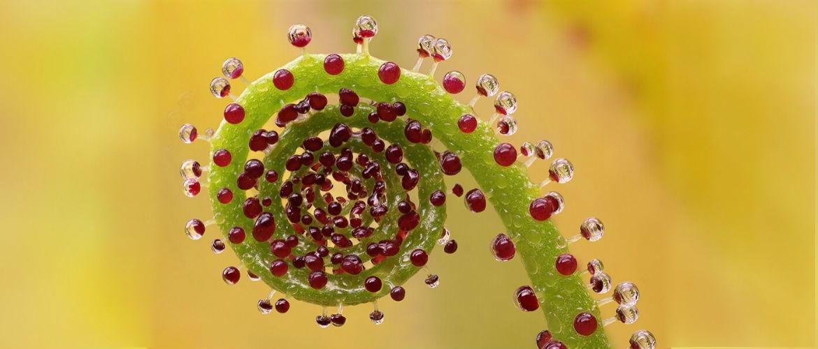 Самые необычные растения в мире, о которых вам не расскажут на уроке биологии