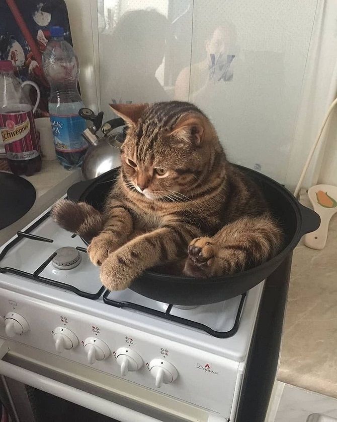 кіт в сковороді