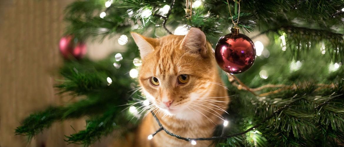 Коты и елки или как создать новогоднее настроение