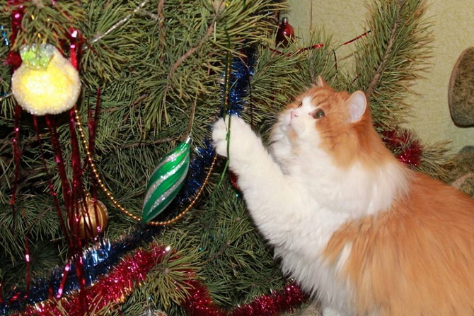 кот трогает елку