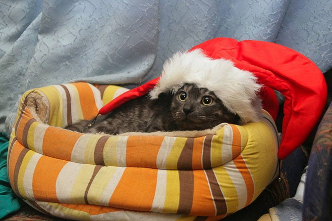 кот в новогодней шапке