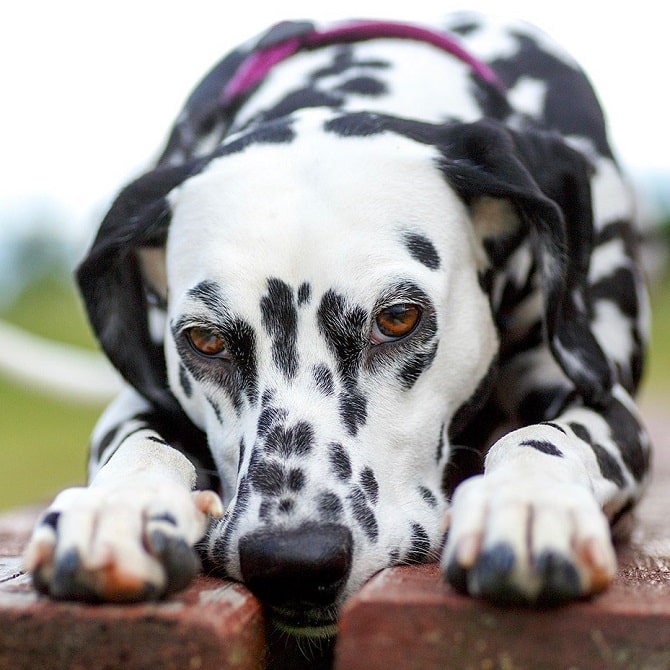 dalmatian is sad