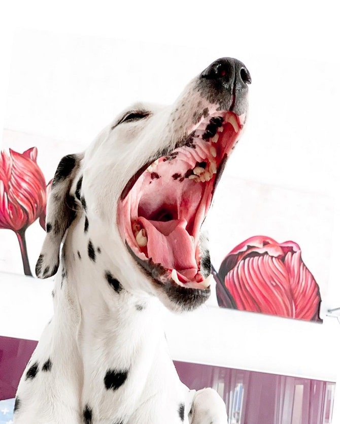 dalmatian yawns