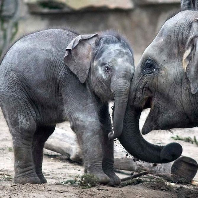 слоны обнимаются 