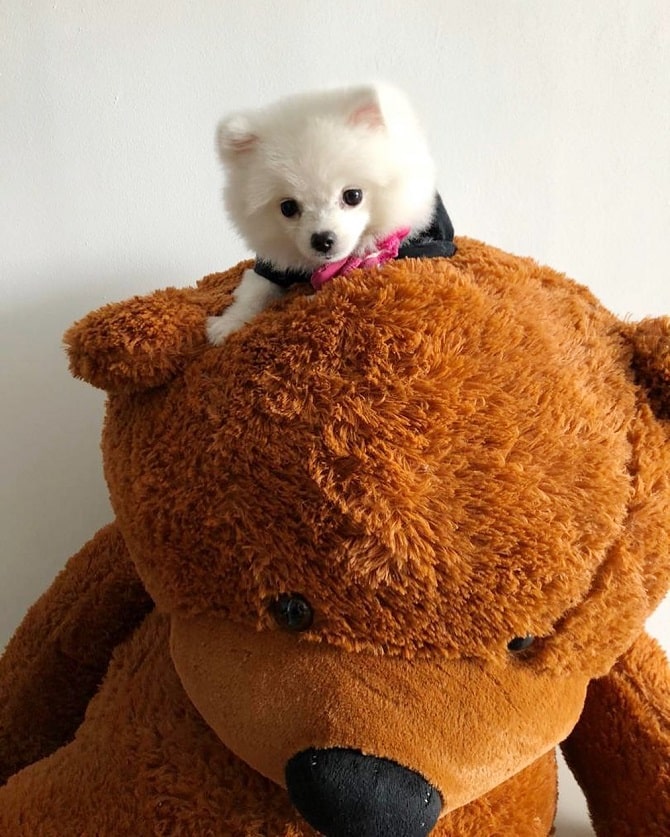 dog and teddy bear