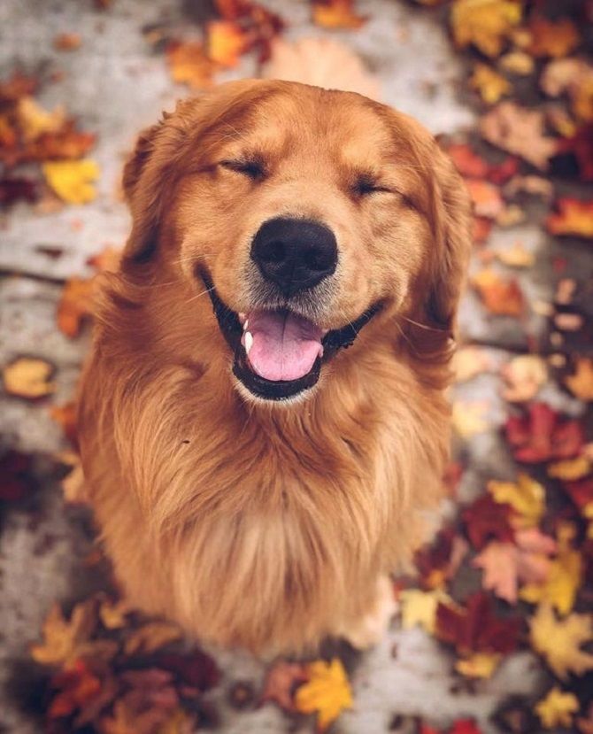 посмішка собаки 