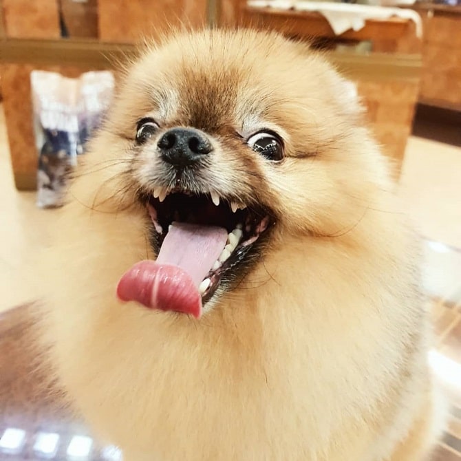 Pomeranian