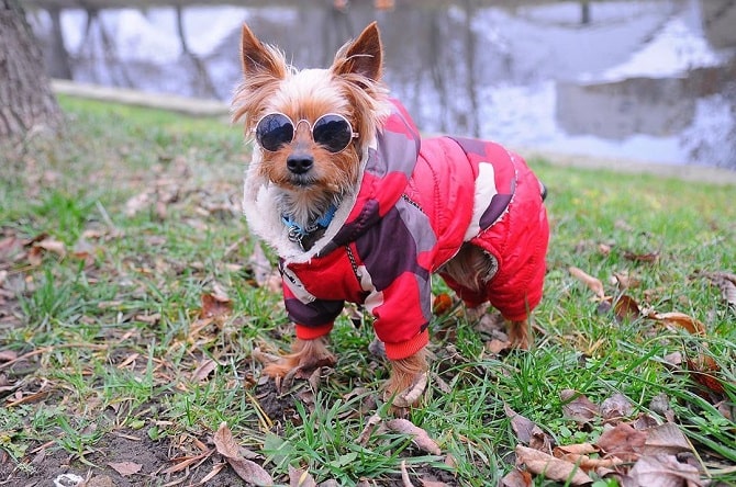 dog with glasses