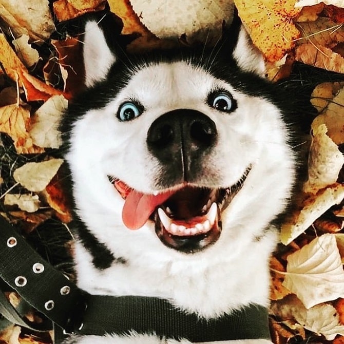 husky smile