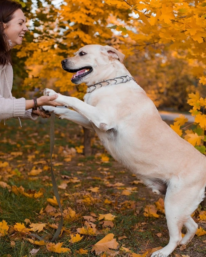 white dog