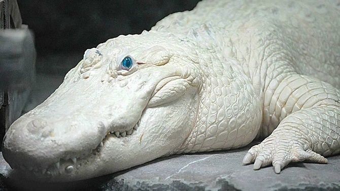 Blue-eyed albino alligator