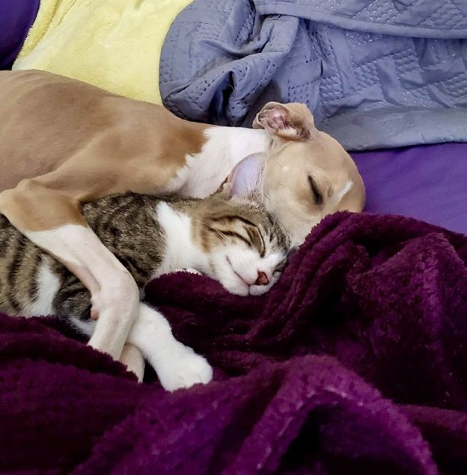 кошка и собака спит