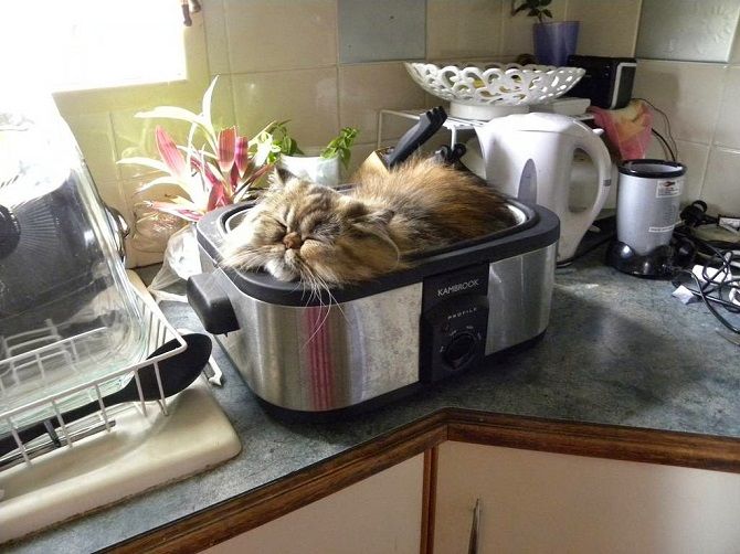 кошка на кухне 