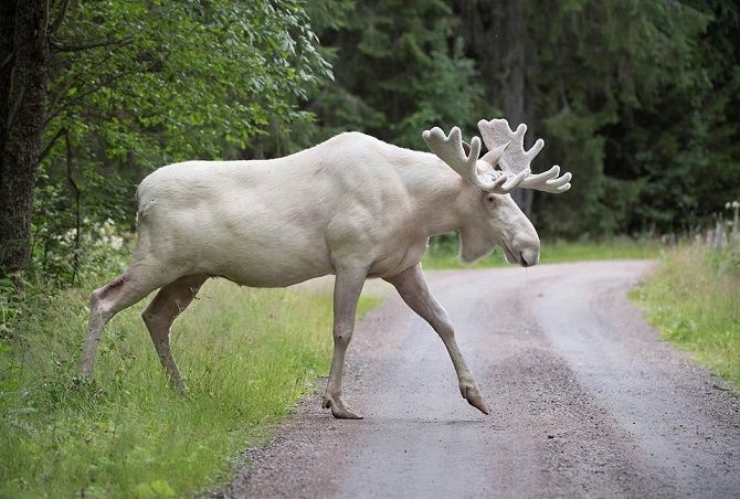 albino deer