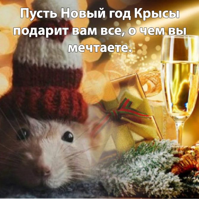 тосты на новый год крысы