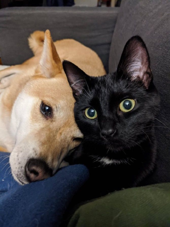 кошка и собака 