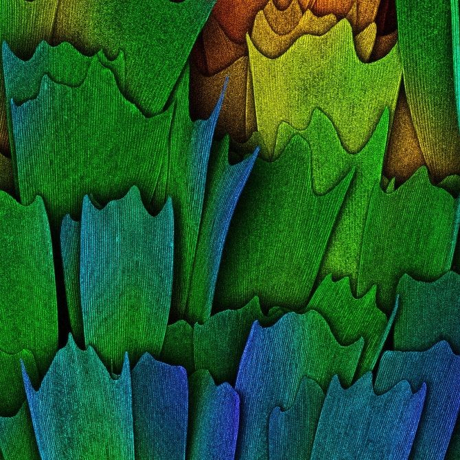 Крылья бабочки под микроскопом