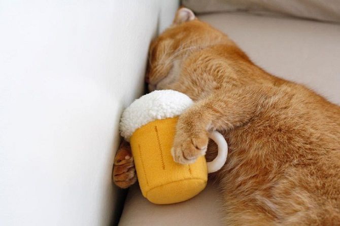The cutest cats that are very attached to their toys 18