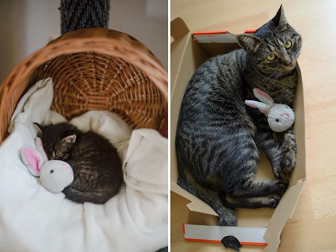 The cutest cats that are very attached to their toys 13