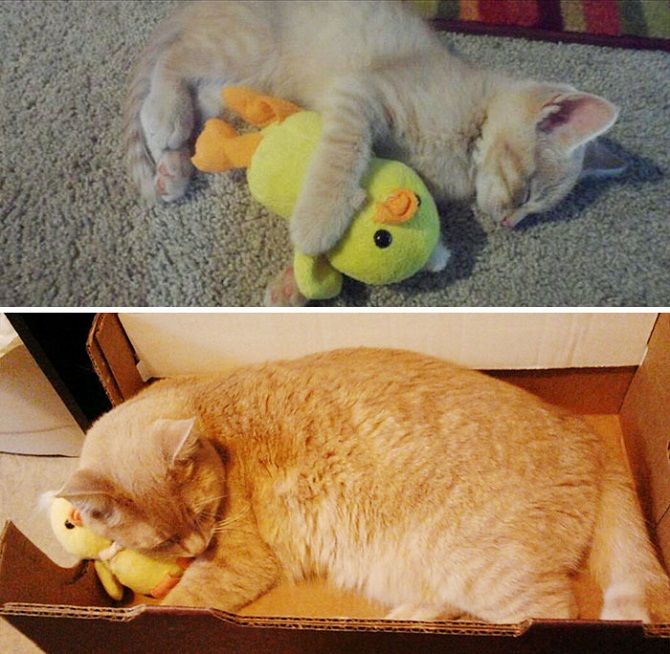 cat with a duck