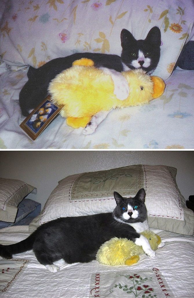 black cat and duck toy