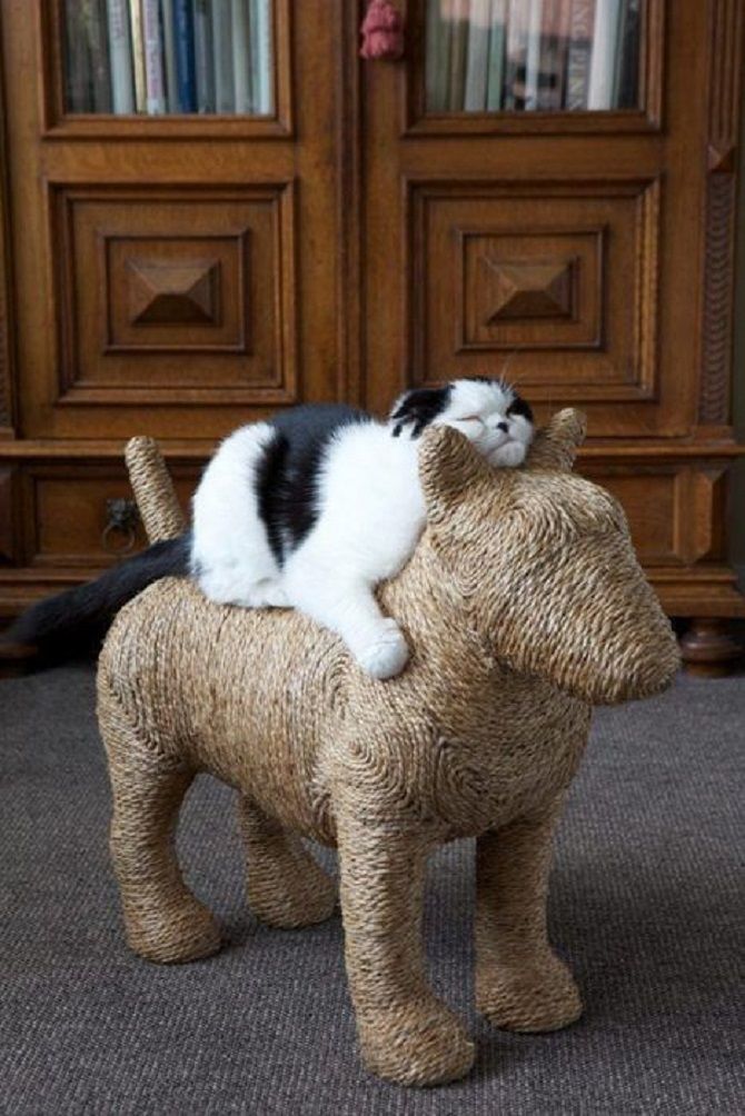 cat riding a toy horse