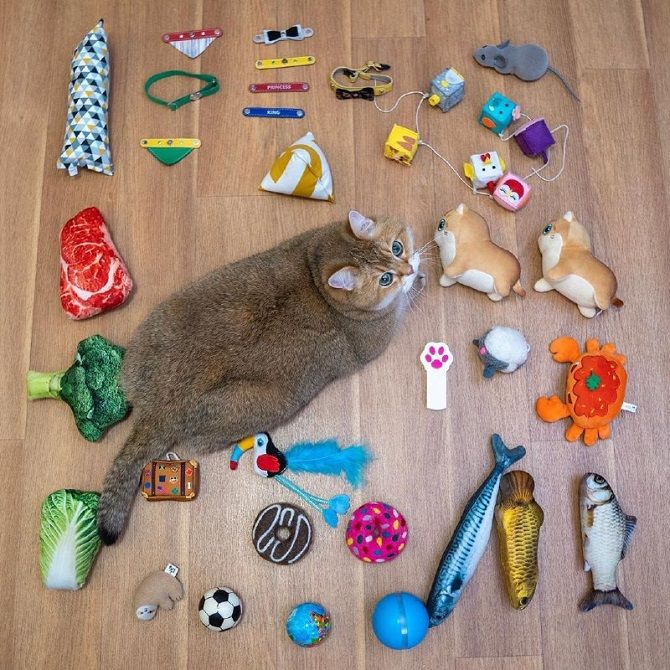 The cutest cats that are very attached to their toys 5