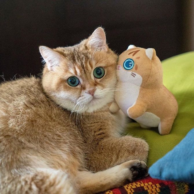 The cutest cats that are very attached to their toys 6