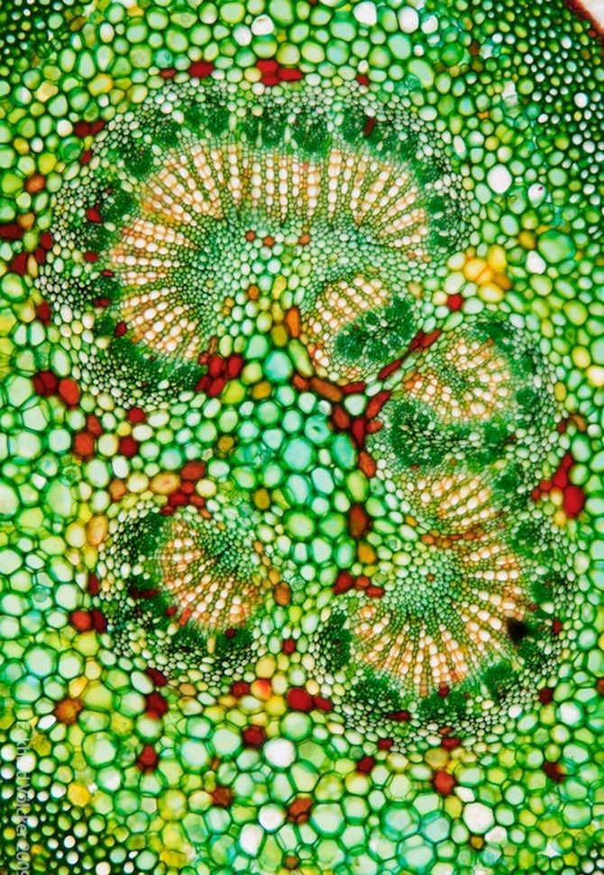 Клетки растения под микроскопом