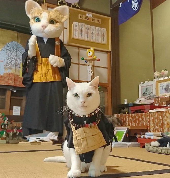 кот монах