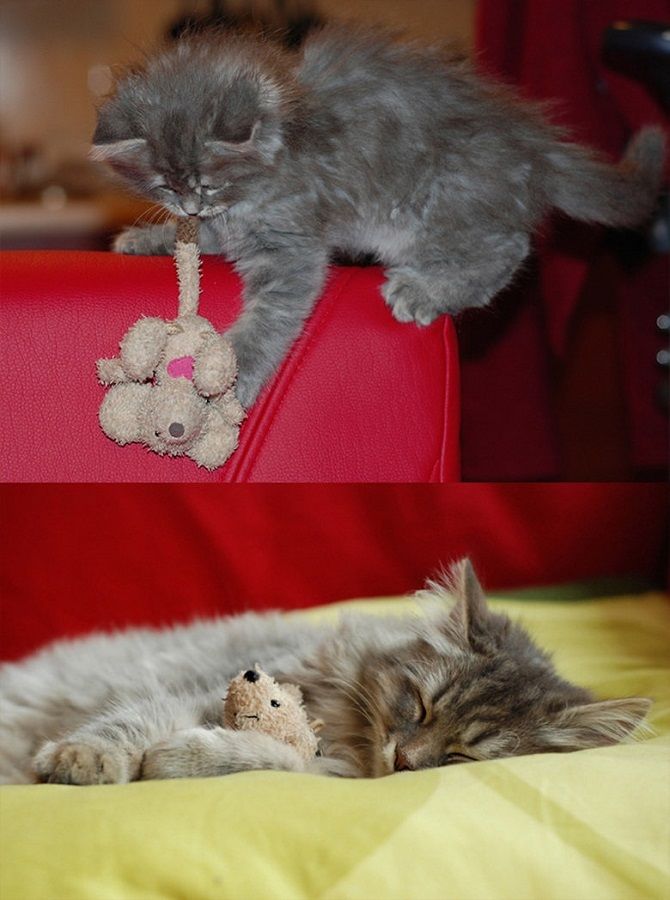 The cutest cats that are very attached to their toys 11