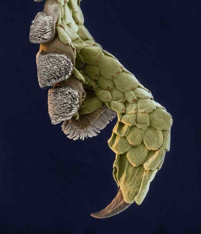 Лапка геккона под микроскопом