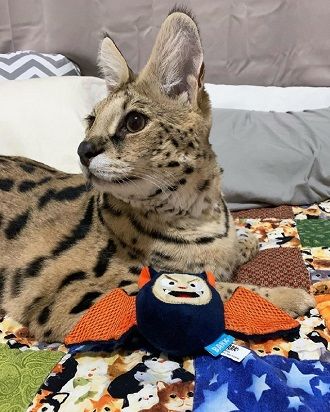 The cutest cats that are very attached to their toys 4