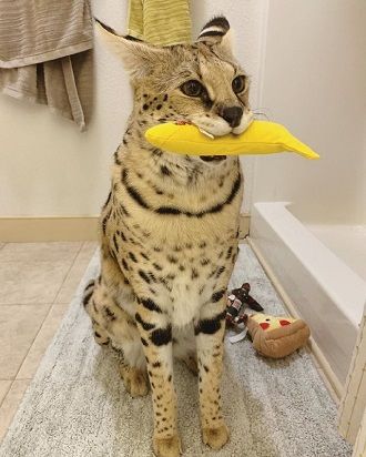 The cutest cats that are very attached to their toys 3