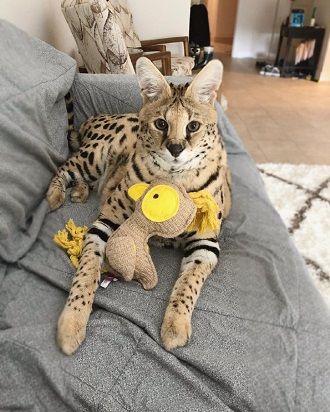 The cutest cats that are very attached to their toys 1