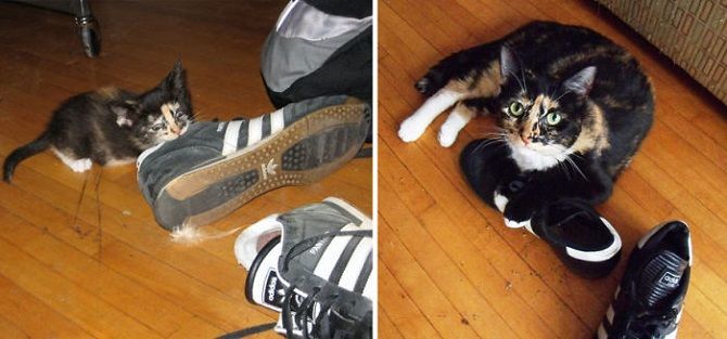 cat and a sneakers