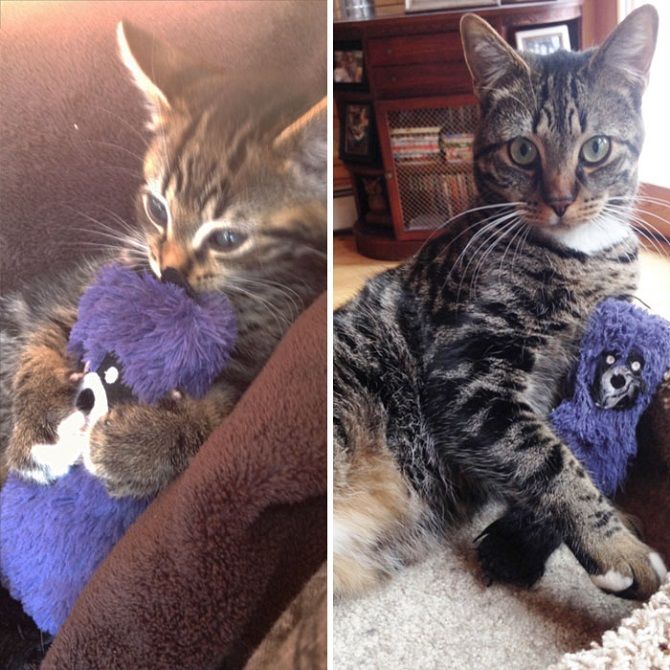 The cutest cats that are very attached to their toys 12