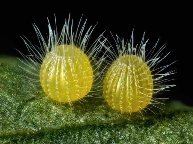 Яйца бабочки под микроскопом