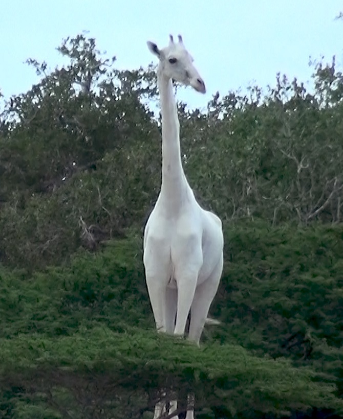 белый жираф