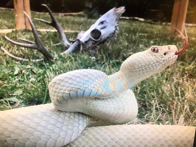 albino snake