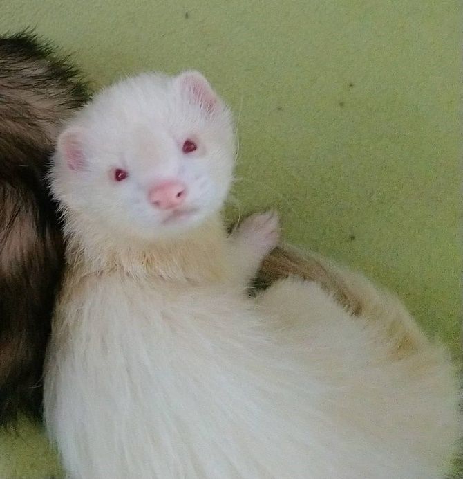 ferret albino