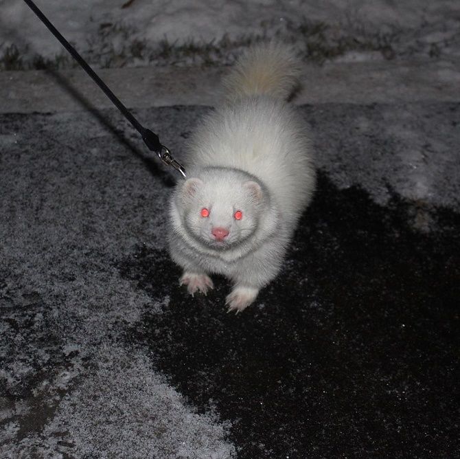 White ferret.
