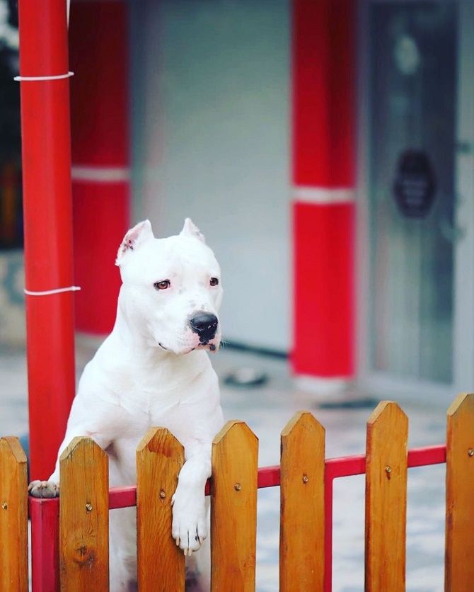 albino dog